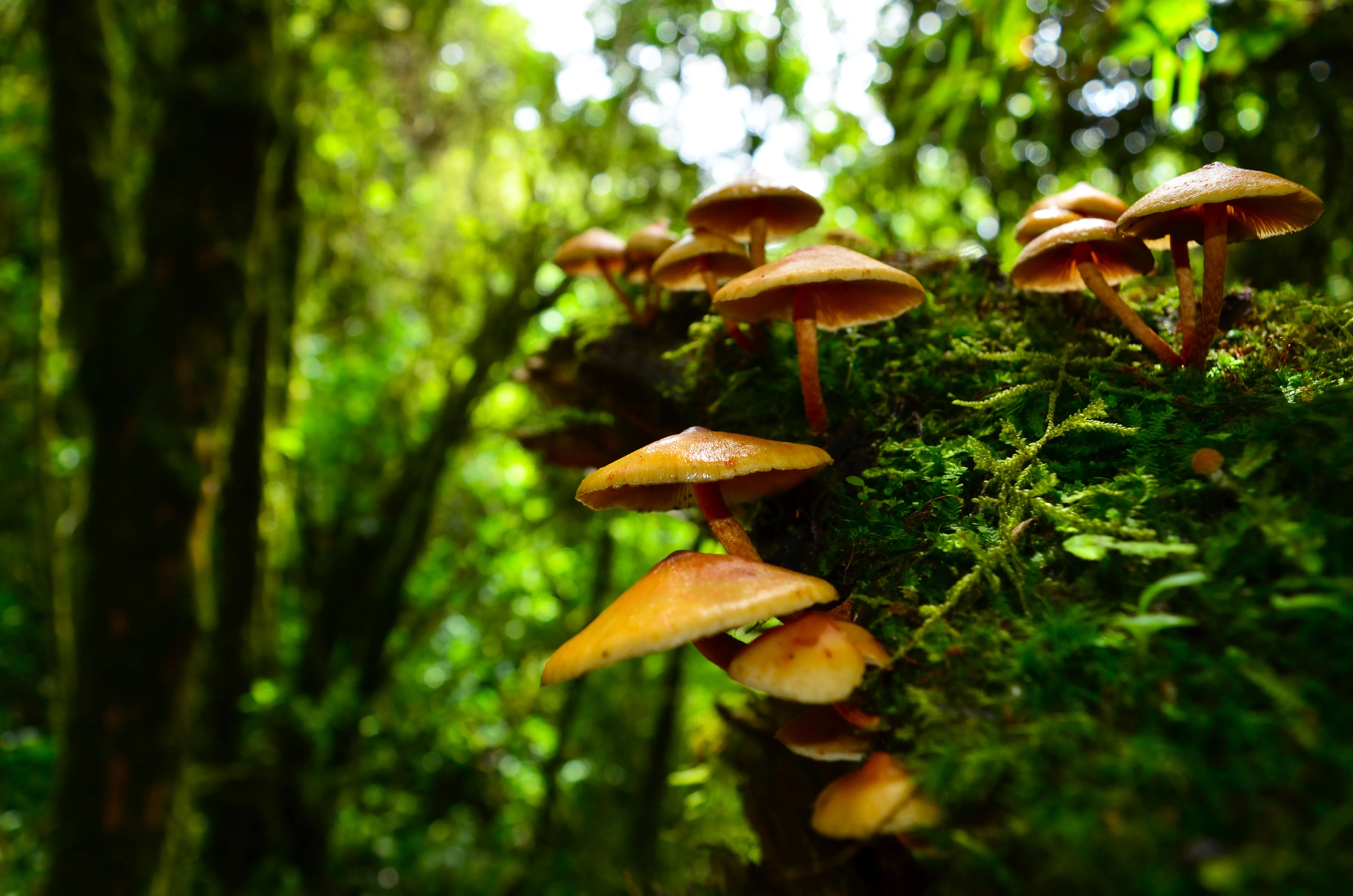 Rainforest Mushrooms