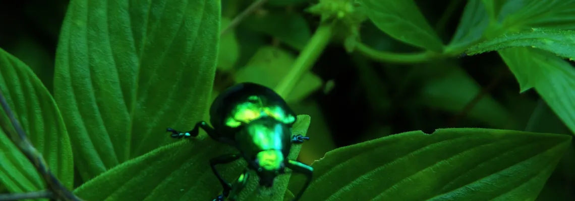 Beetles, wildlife adventure