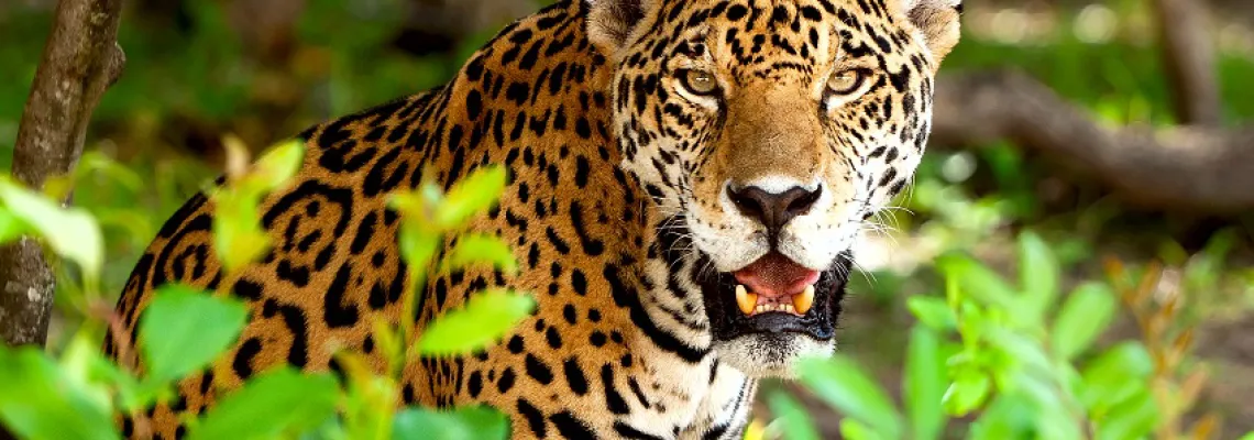 Jaguar of the rainforest of Guatemala