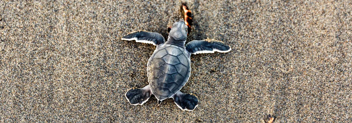 Sea turtles, turtle hatching