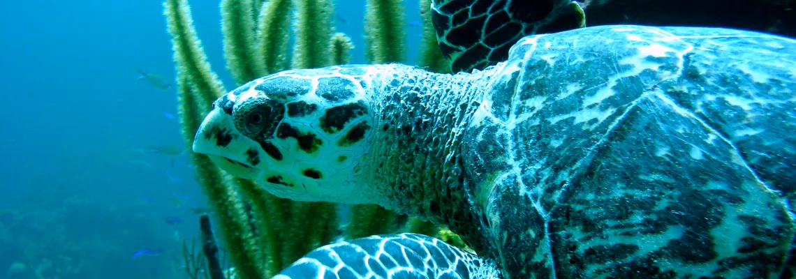 Sea turtles pacific ocean