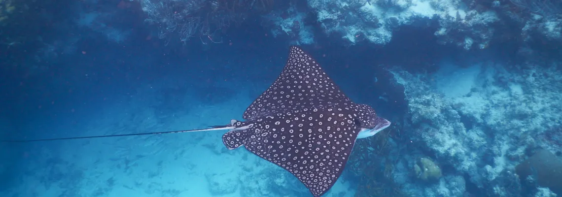 Spotted eagle ray, Marine life of Belize