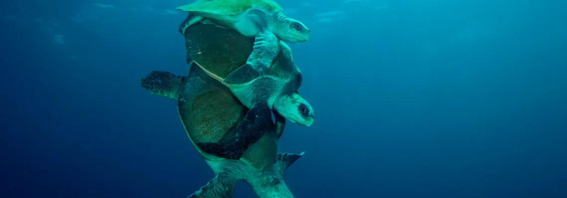Turtles in Belize´s Caribbean