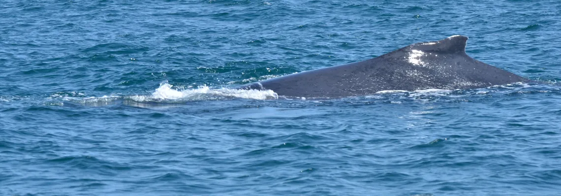 Humpbackwhale, Whale Watching