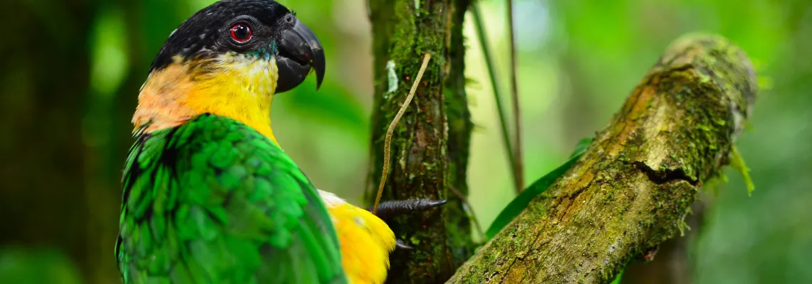 Parrots of the rainforest