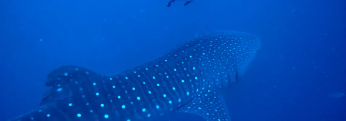 Diving with whale sharks