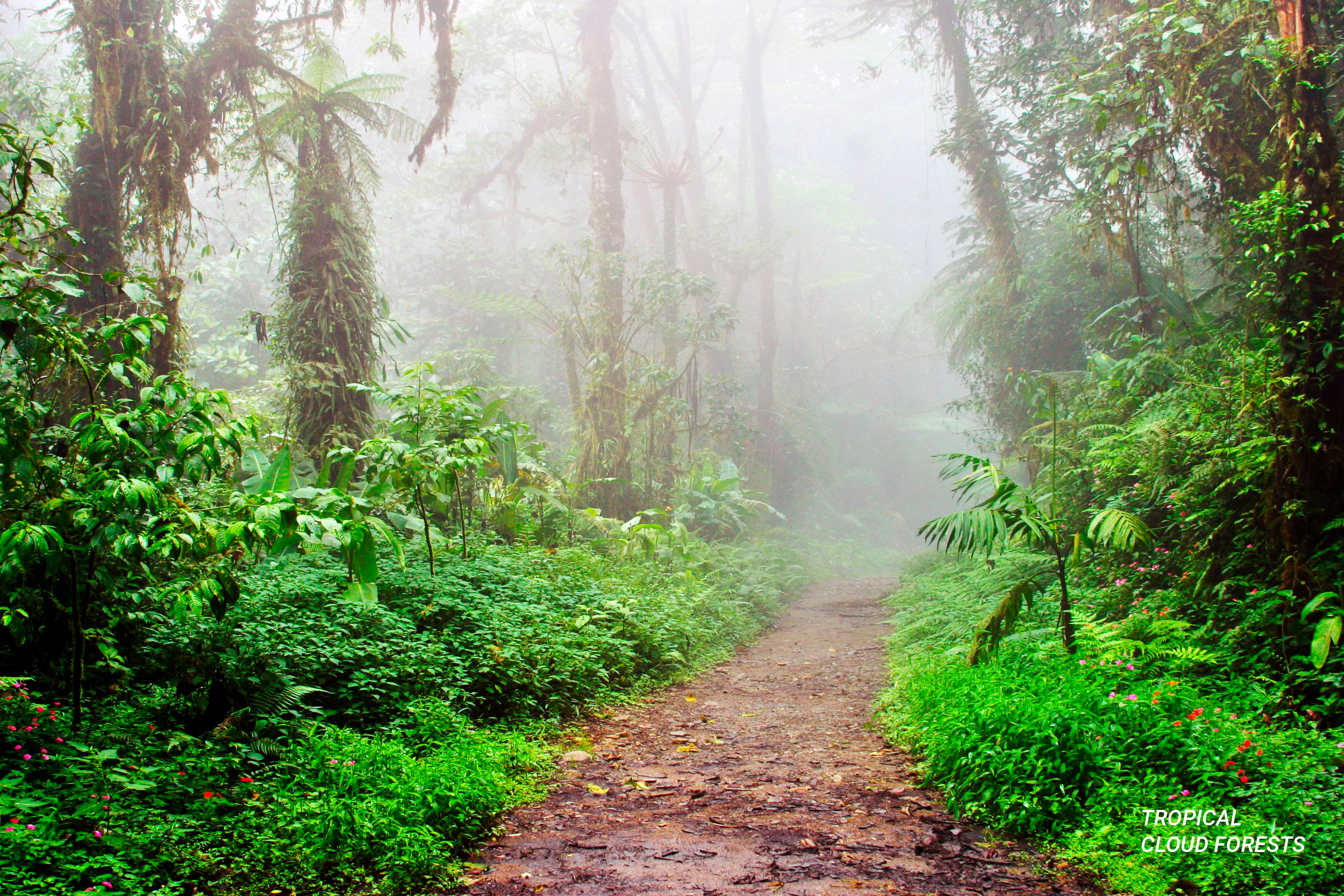 Cloudforests, Costa Rica climate and microclimates