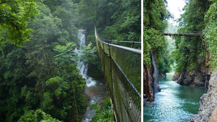 Rainforest of Costa Rica, rainforest and wildife 