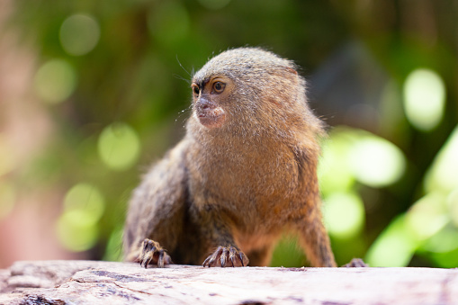 Colombia wildlife - Travel Pioneers 