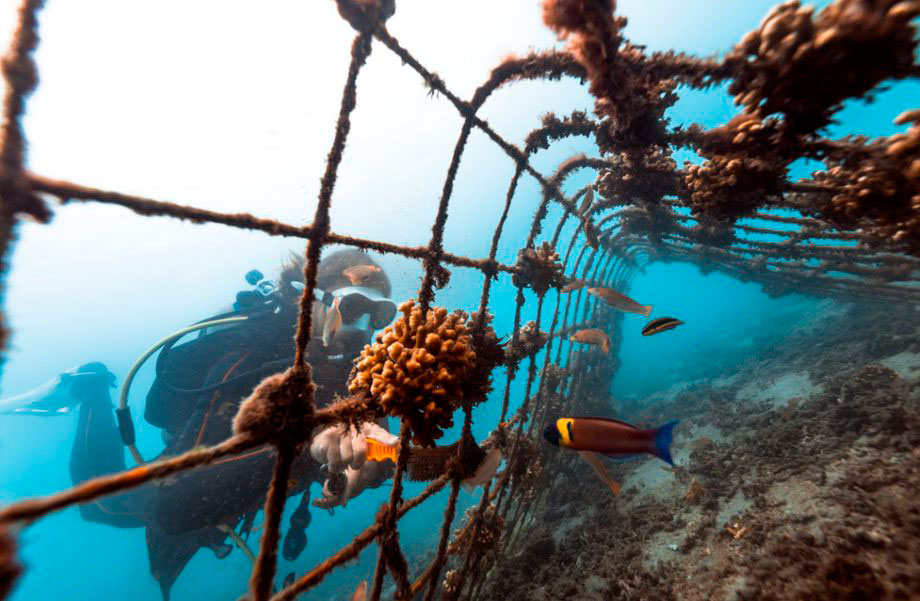 Coral Gardening 