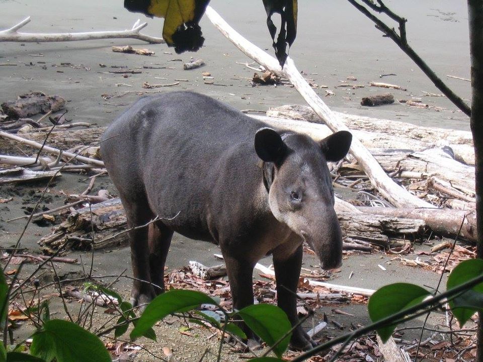 Corcovado Wildlife