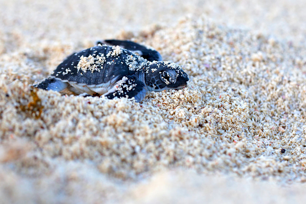 Turtle Hatching