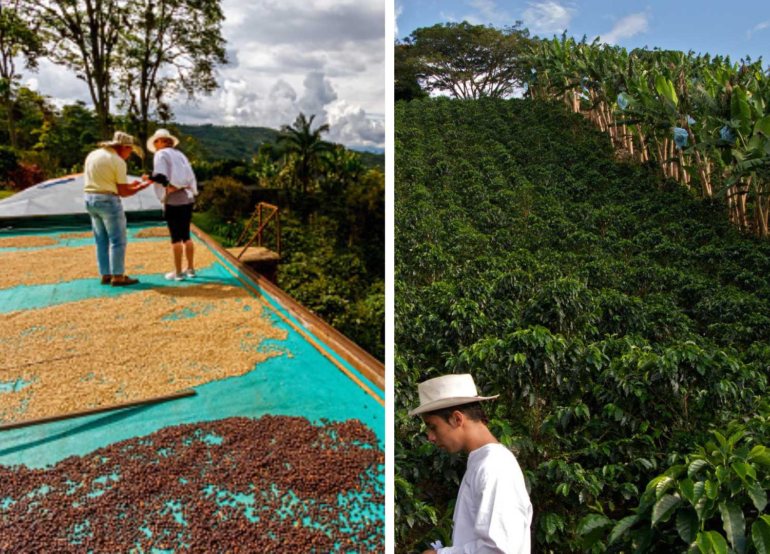 Coffee landscape