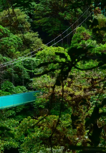 Hanging Bridge Over Rainforest