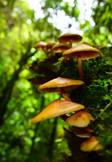 Rainforest Mushrooms