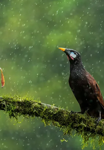 Montezuma-Oropendula-Rainsforest-birds
