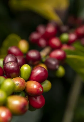 Coffee plant Panama