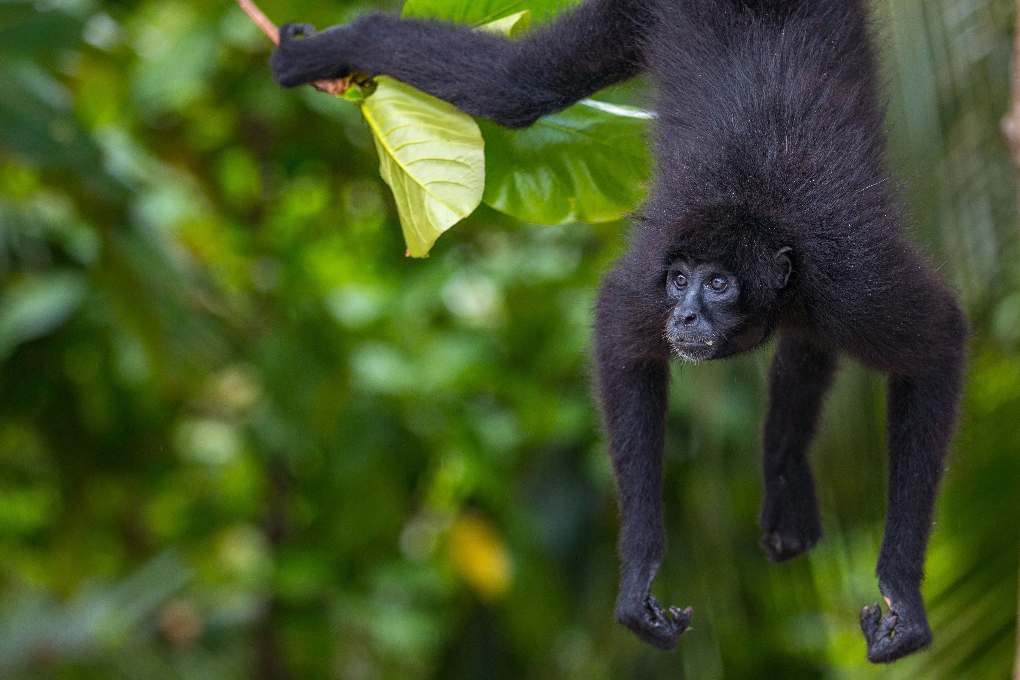 Spider Monkeys