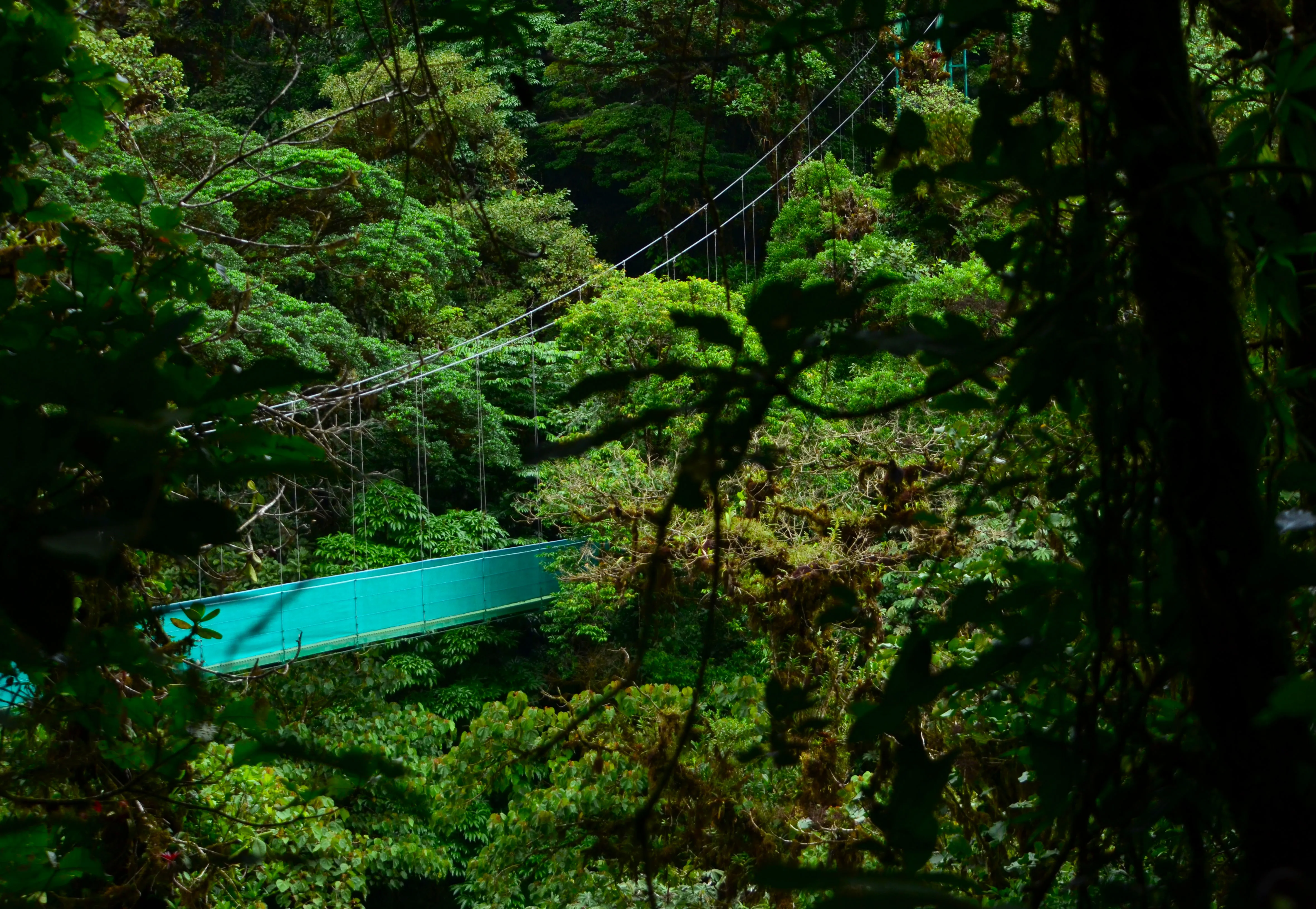 Hanging Bridge Over Rainforest