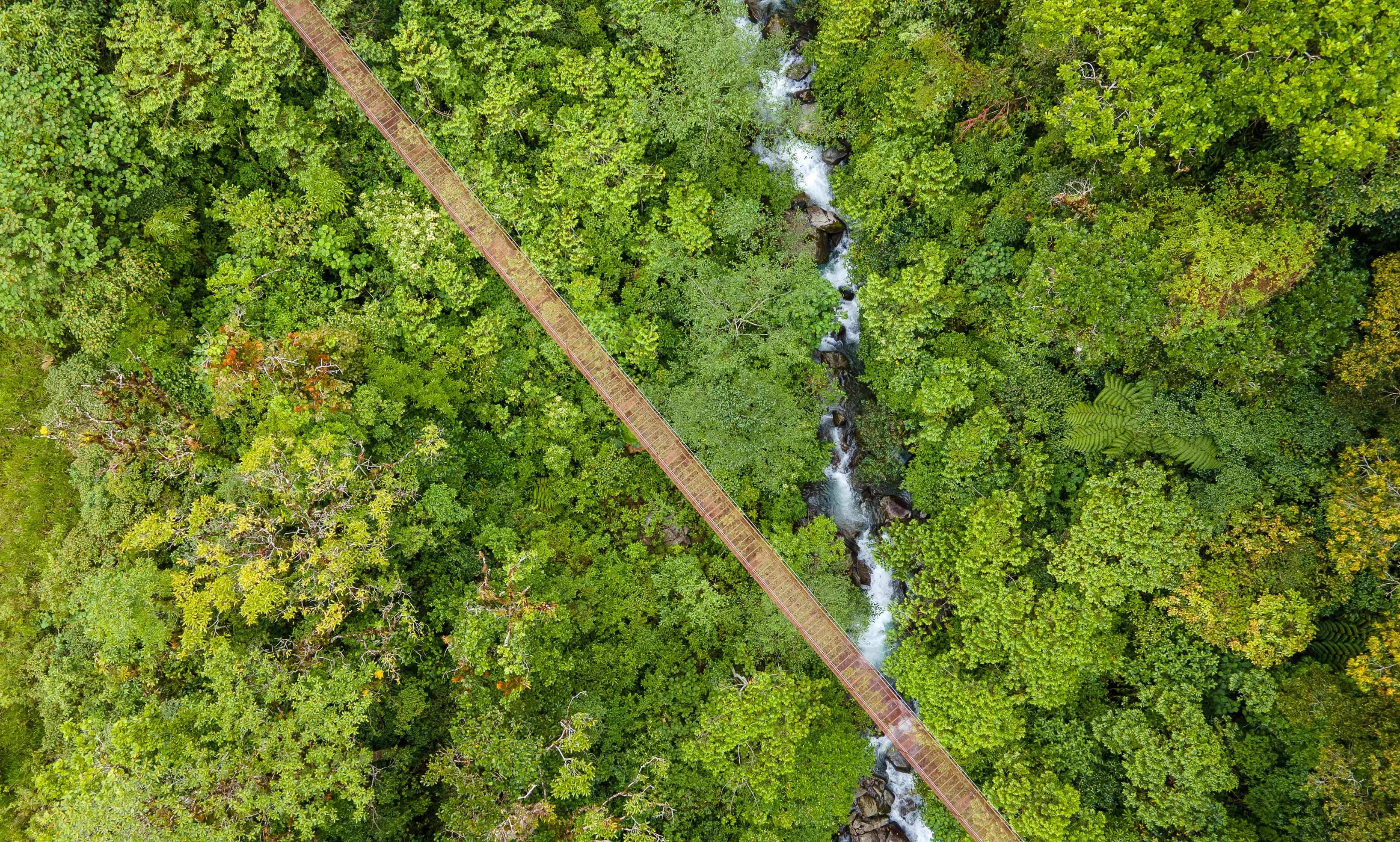 Hanging Bridges Over Rainforest