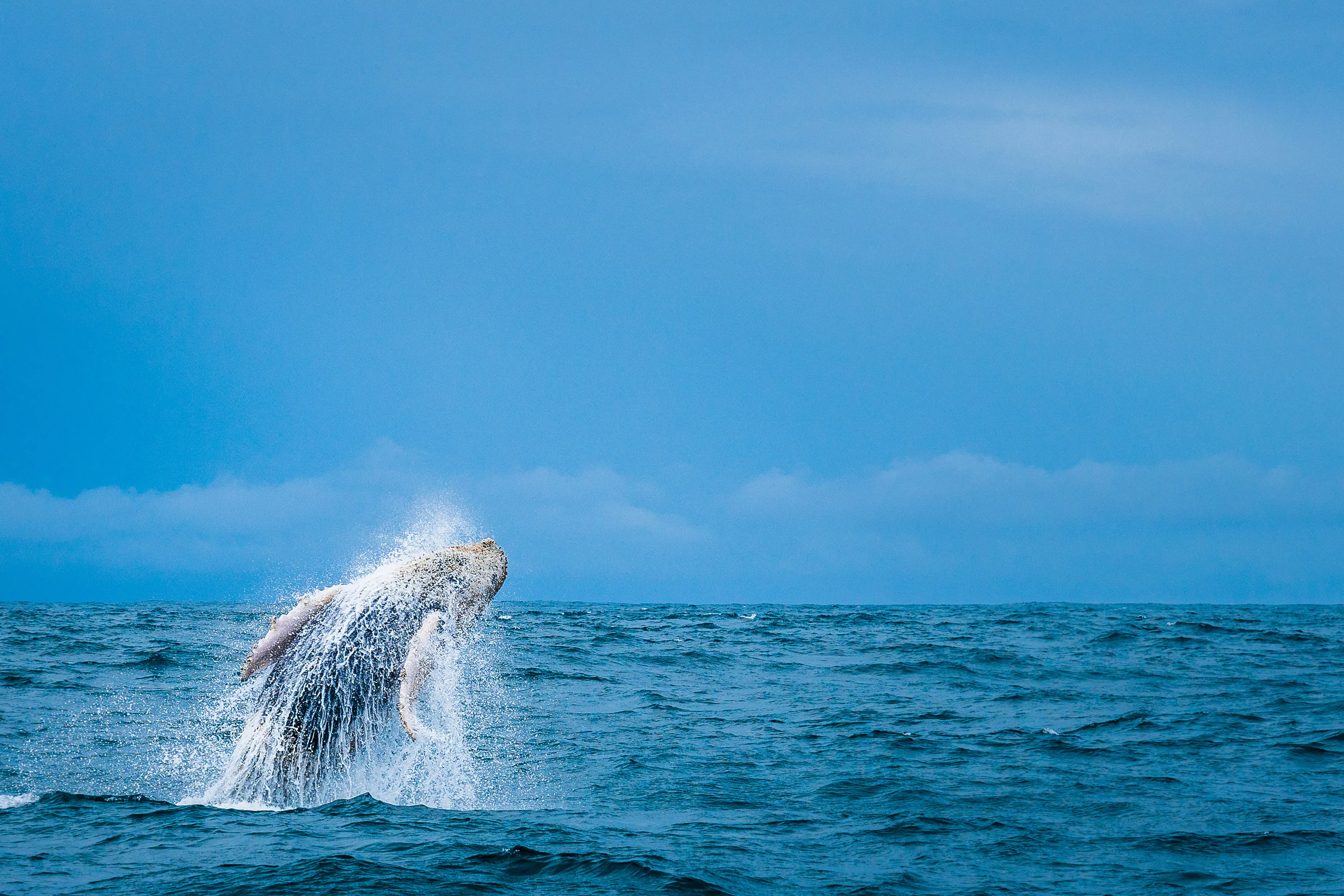 Humpback Whale, South Pacific Coast, Costa Rica