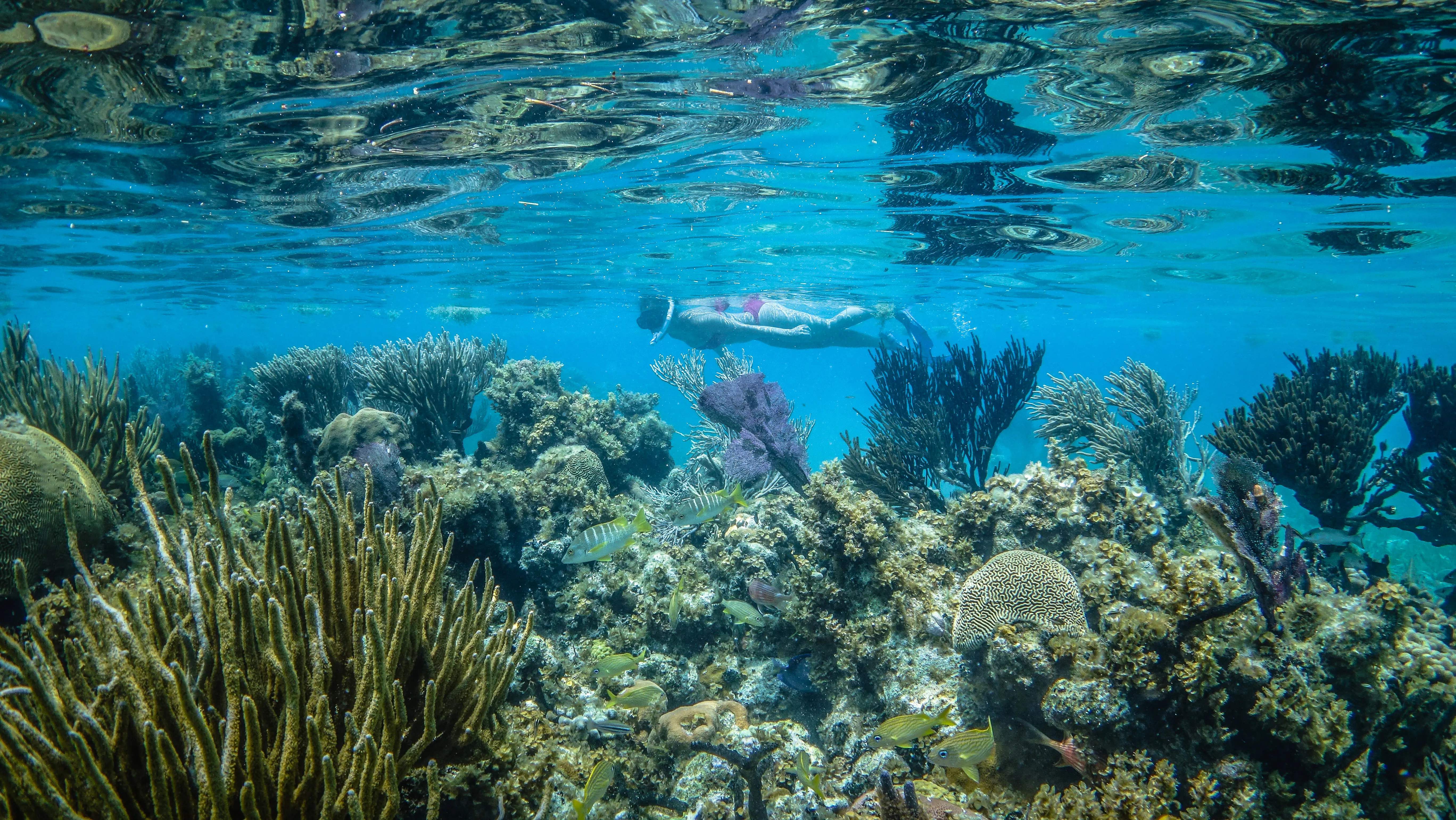 Coral Reefs Snorkeling, Belize