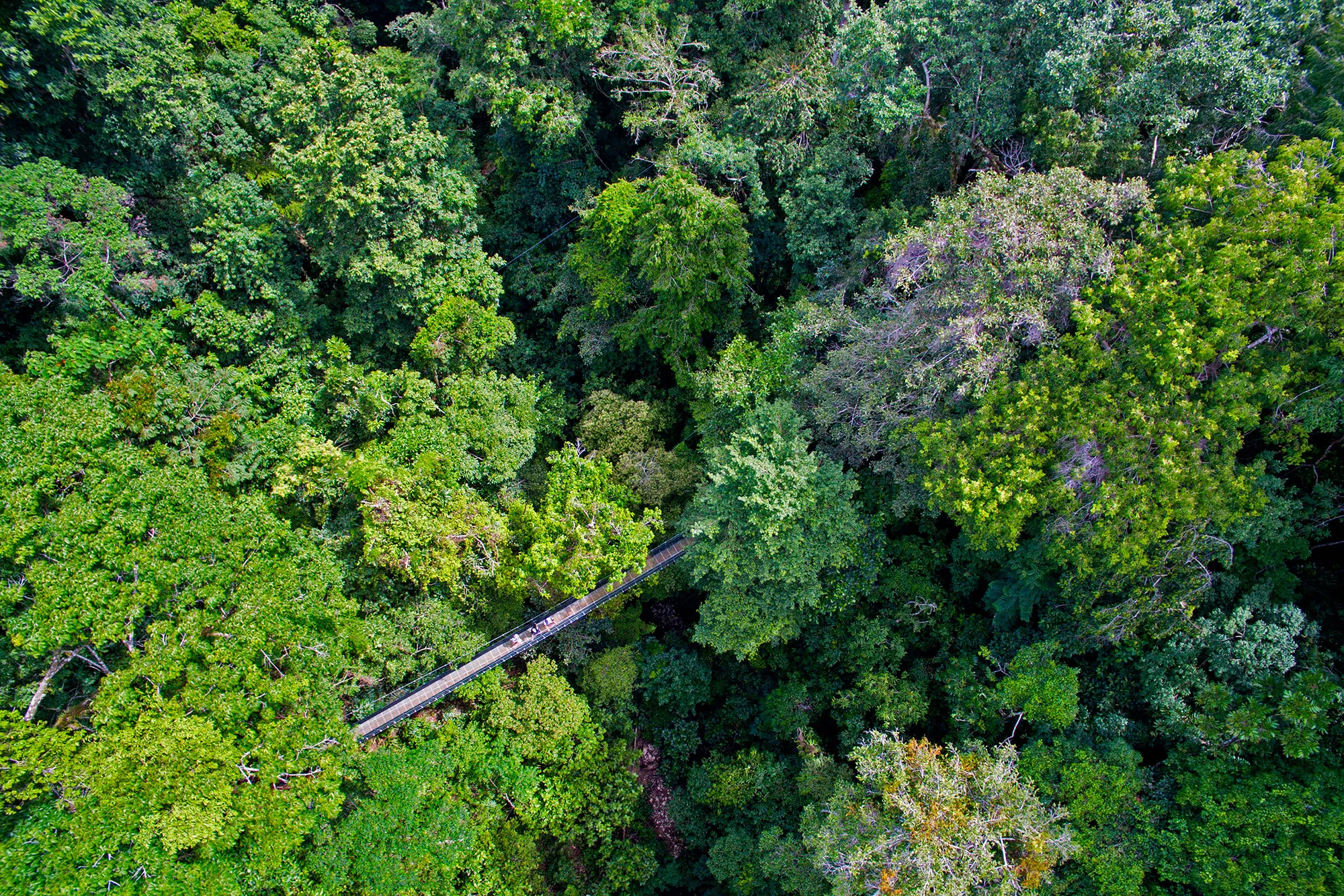 Suspension Bridge at El Remanso