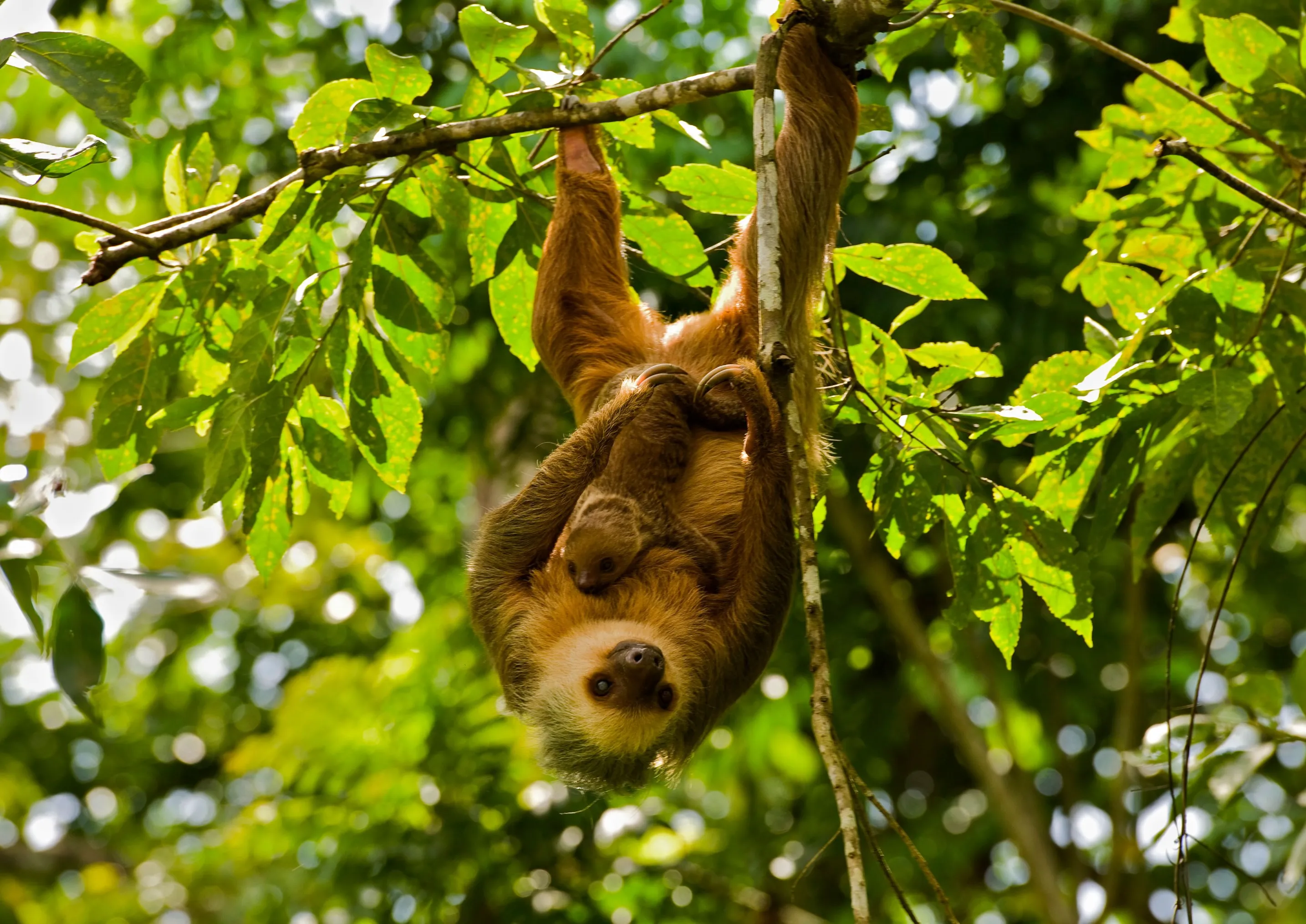 Mother and Baby Sloth