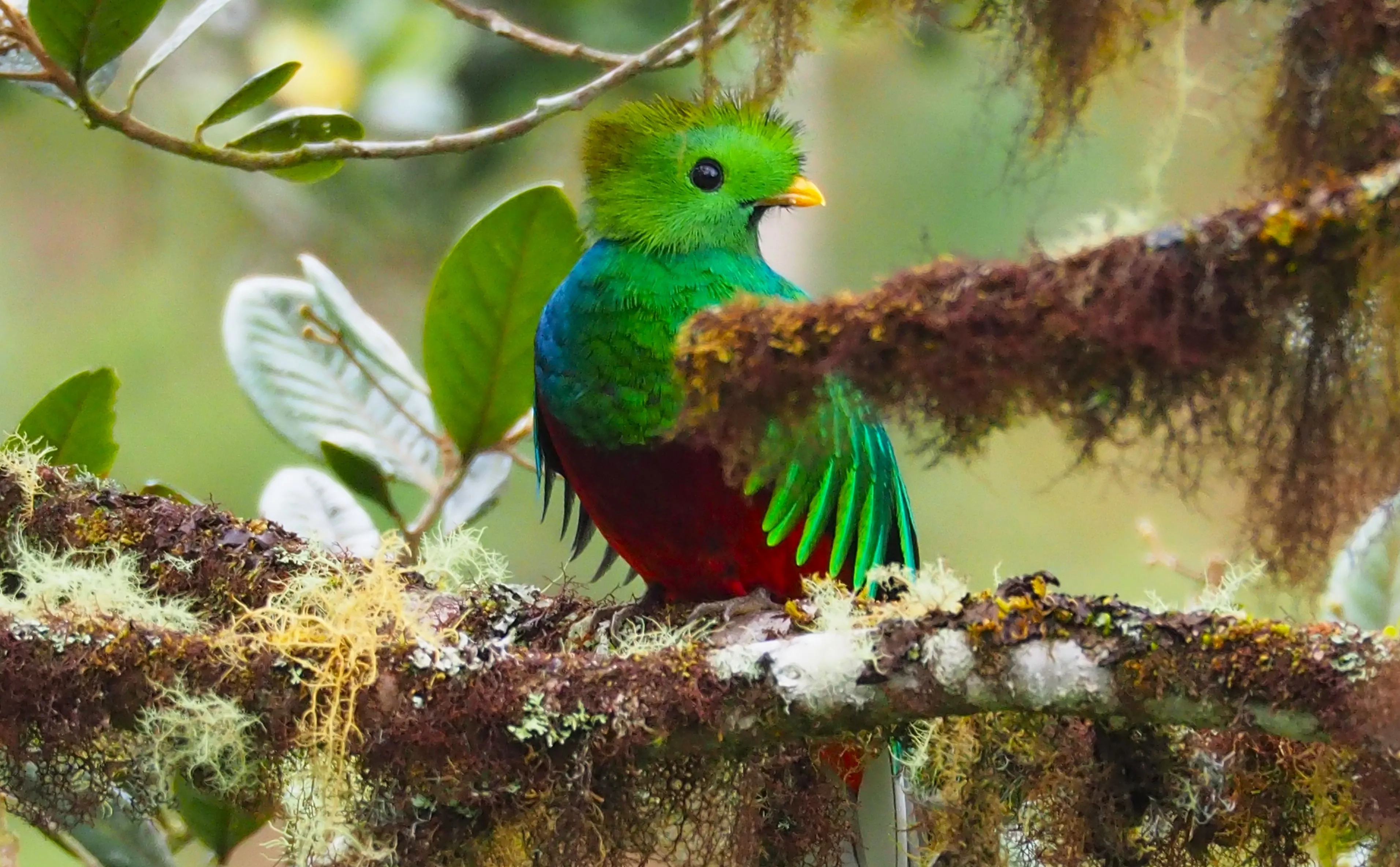 Quetzal National Bird of Guatemala