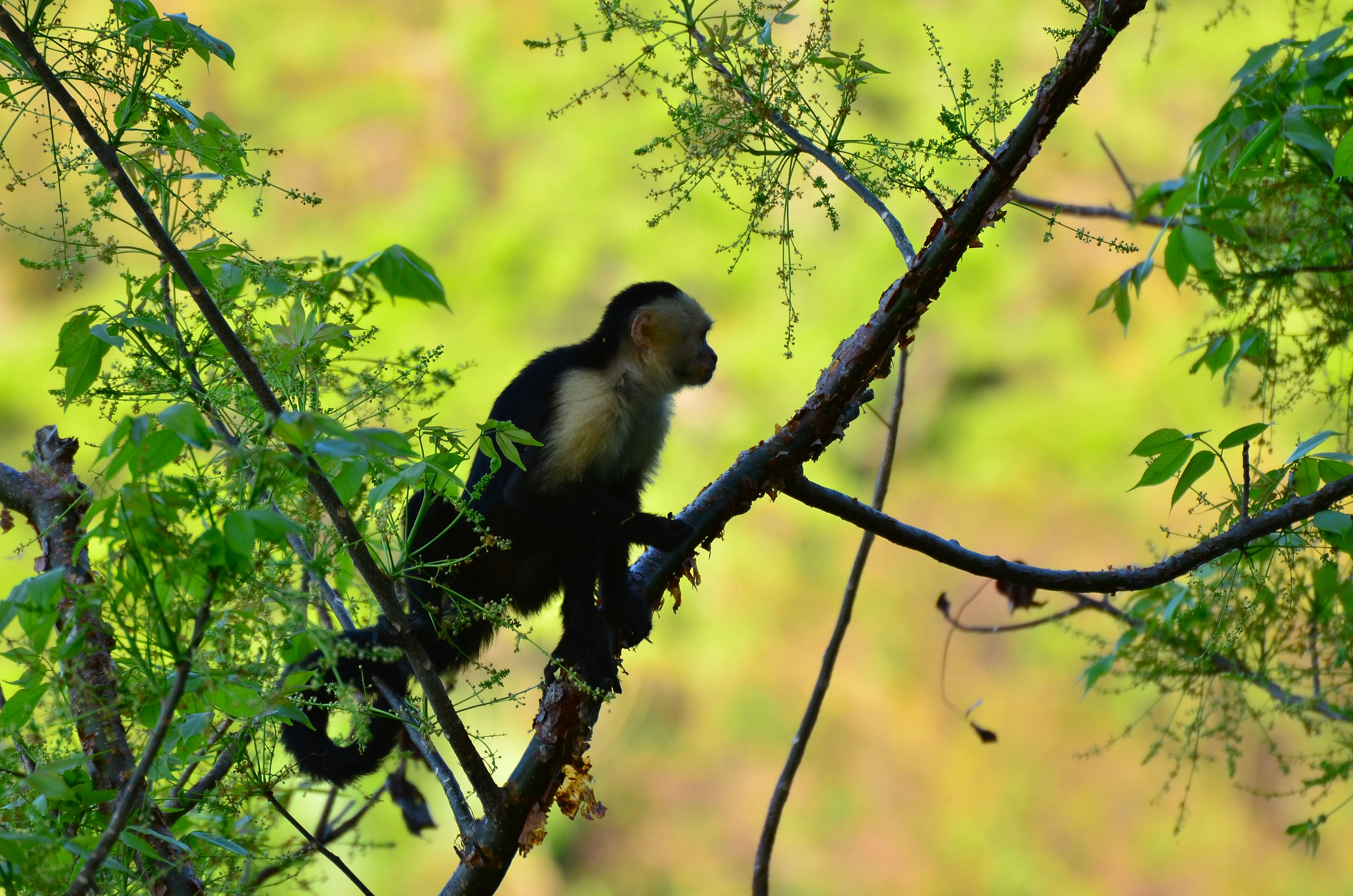 White-Faced Capucin Monkey