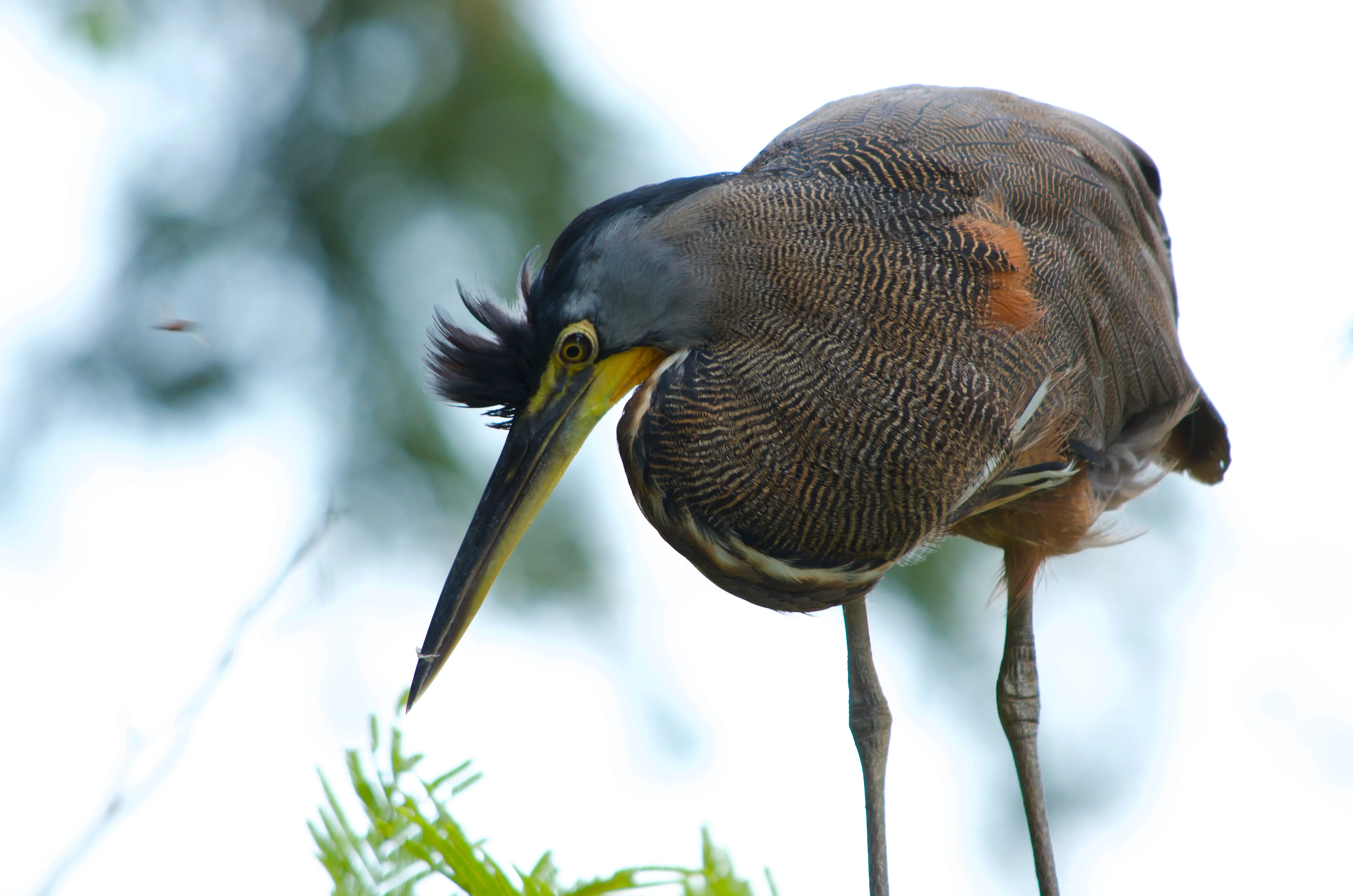 Bare Throated Tiger Heron