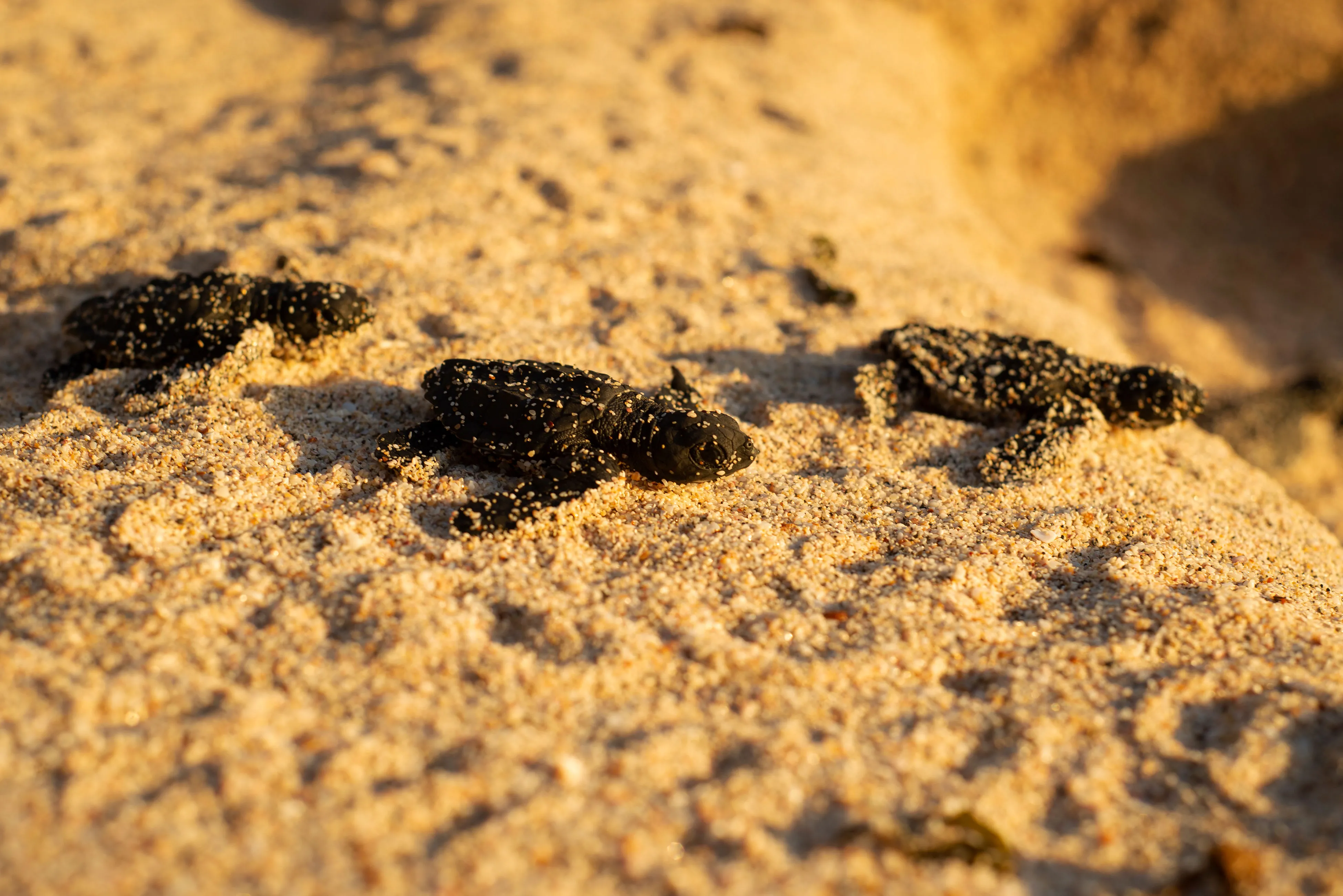 Sea Turtles on their way to the ocean