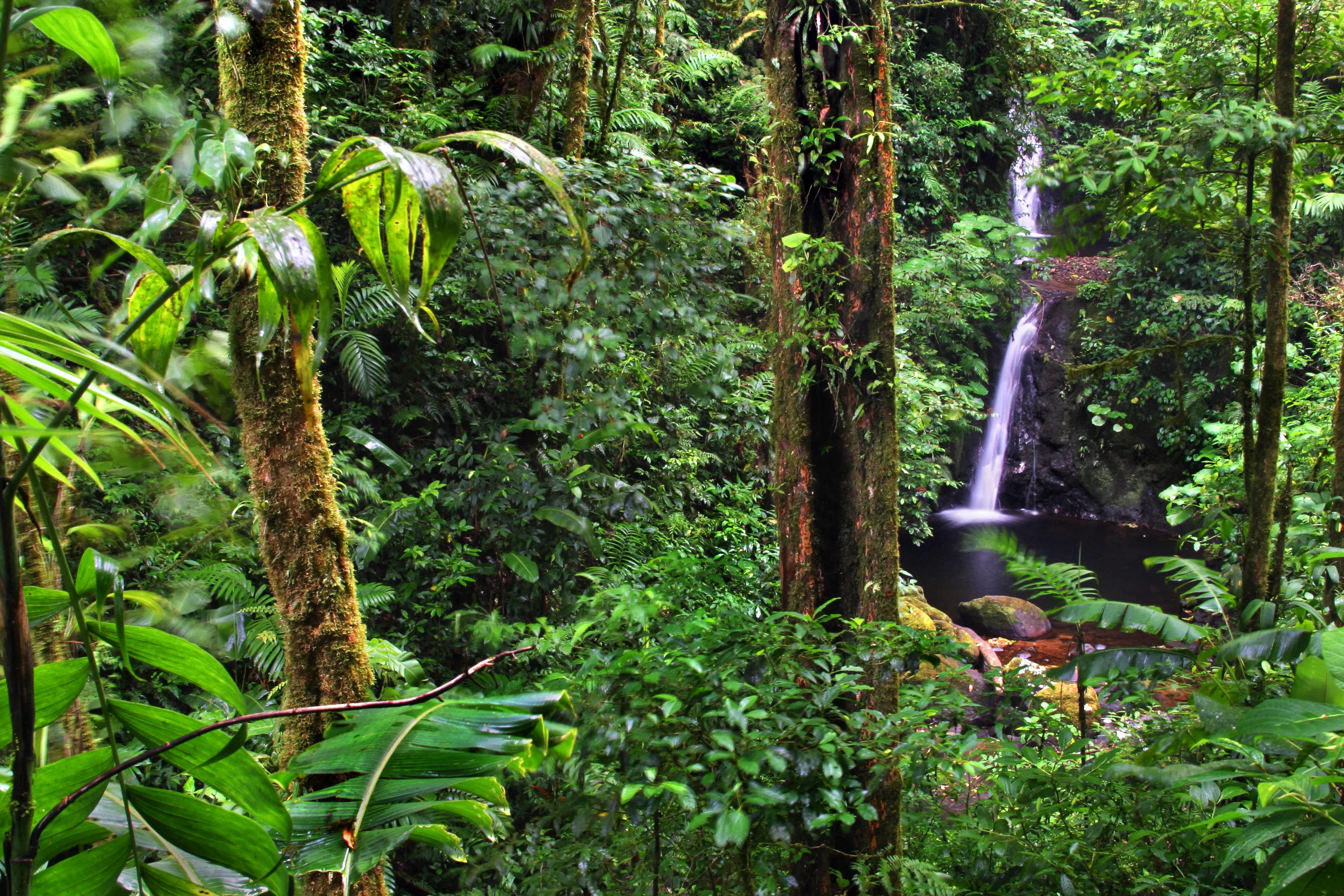 Rainforest and waterfall