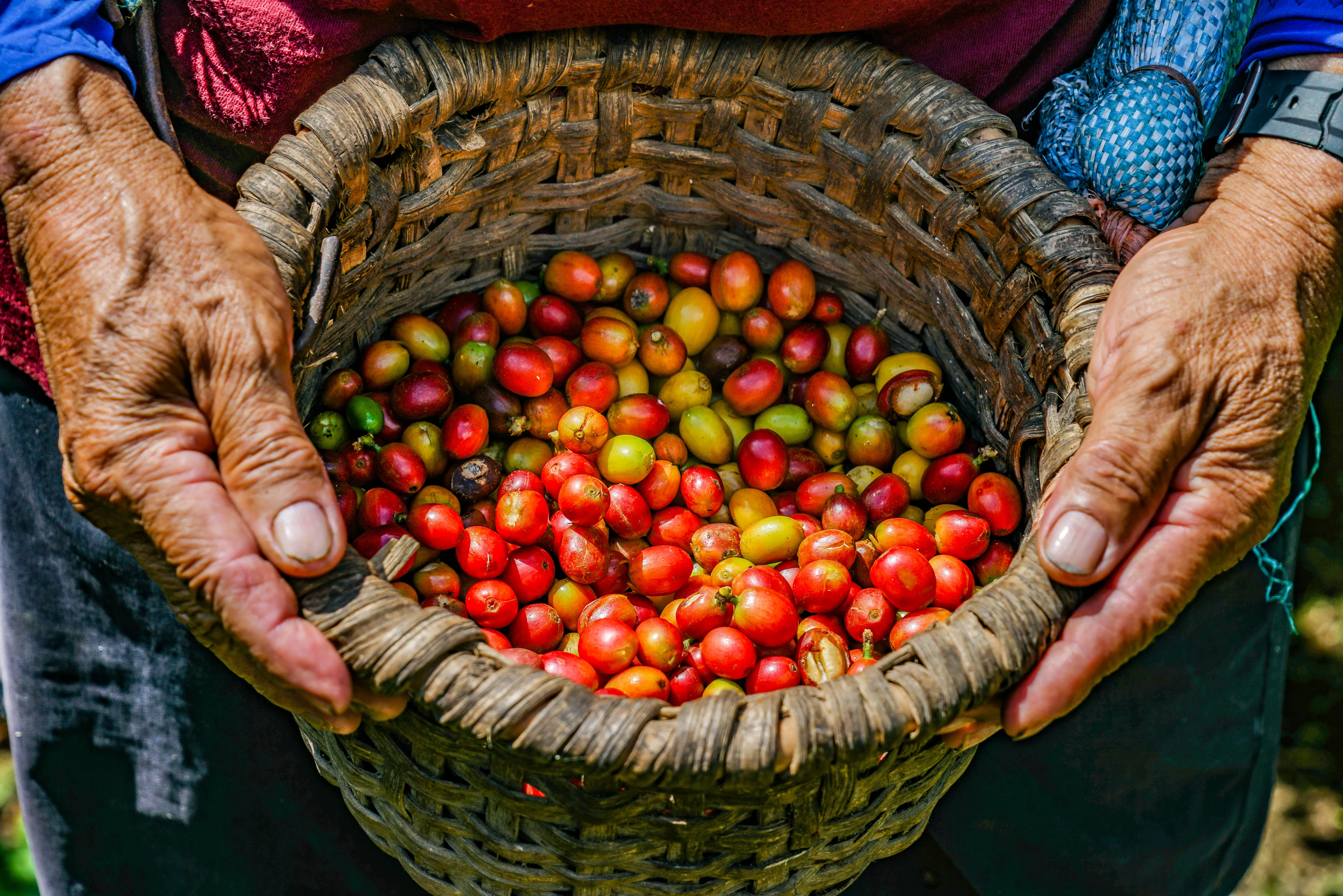 Coffee bean, coffee plantation experience Costa Rica