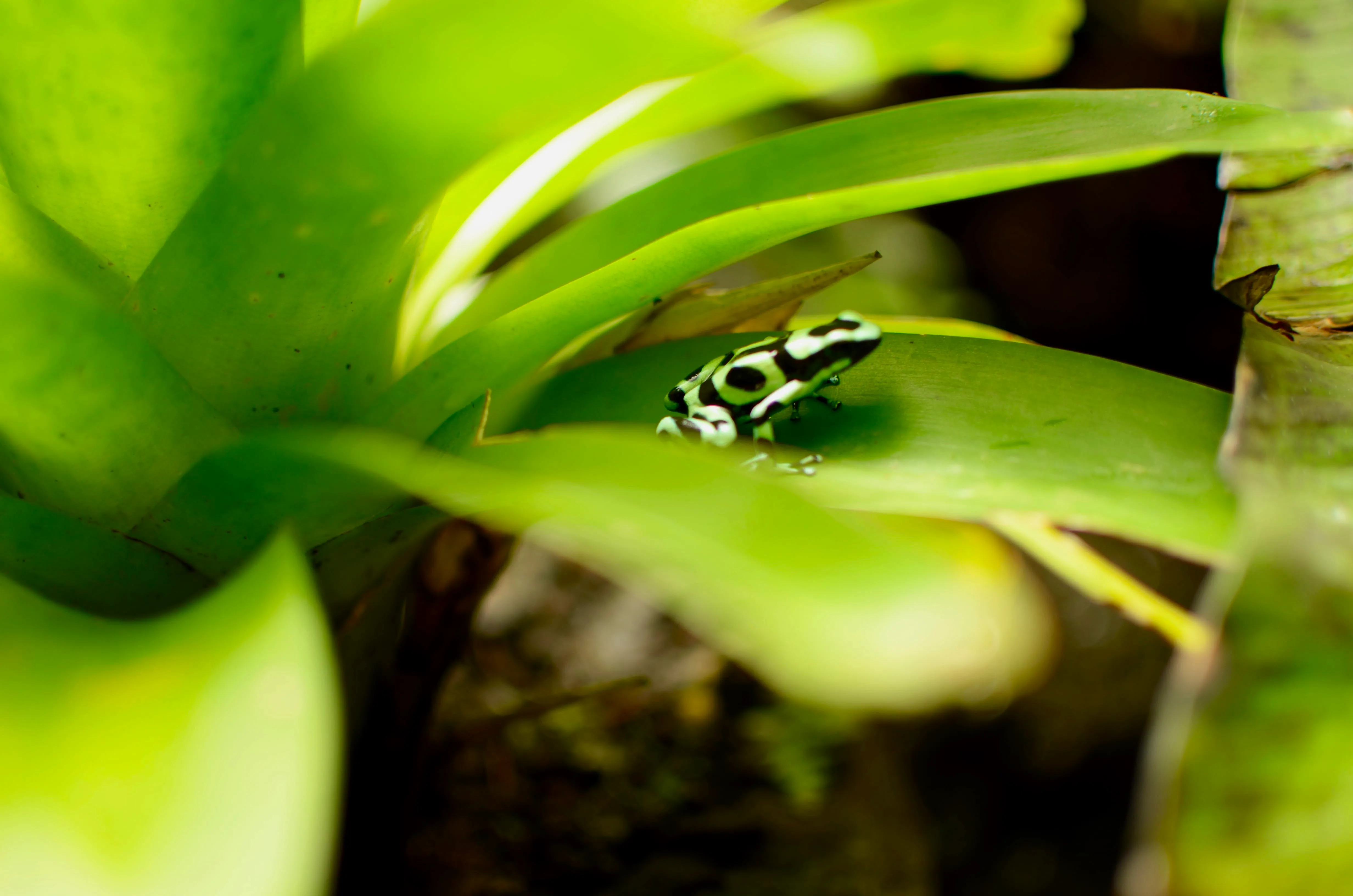 Costa Rica´s poisonous dart frog