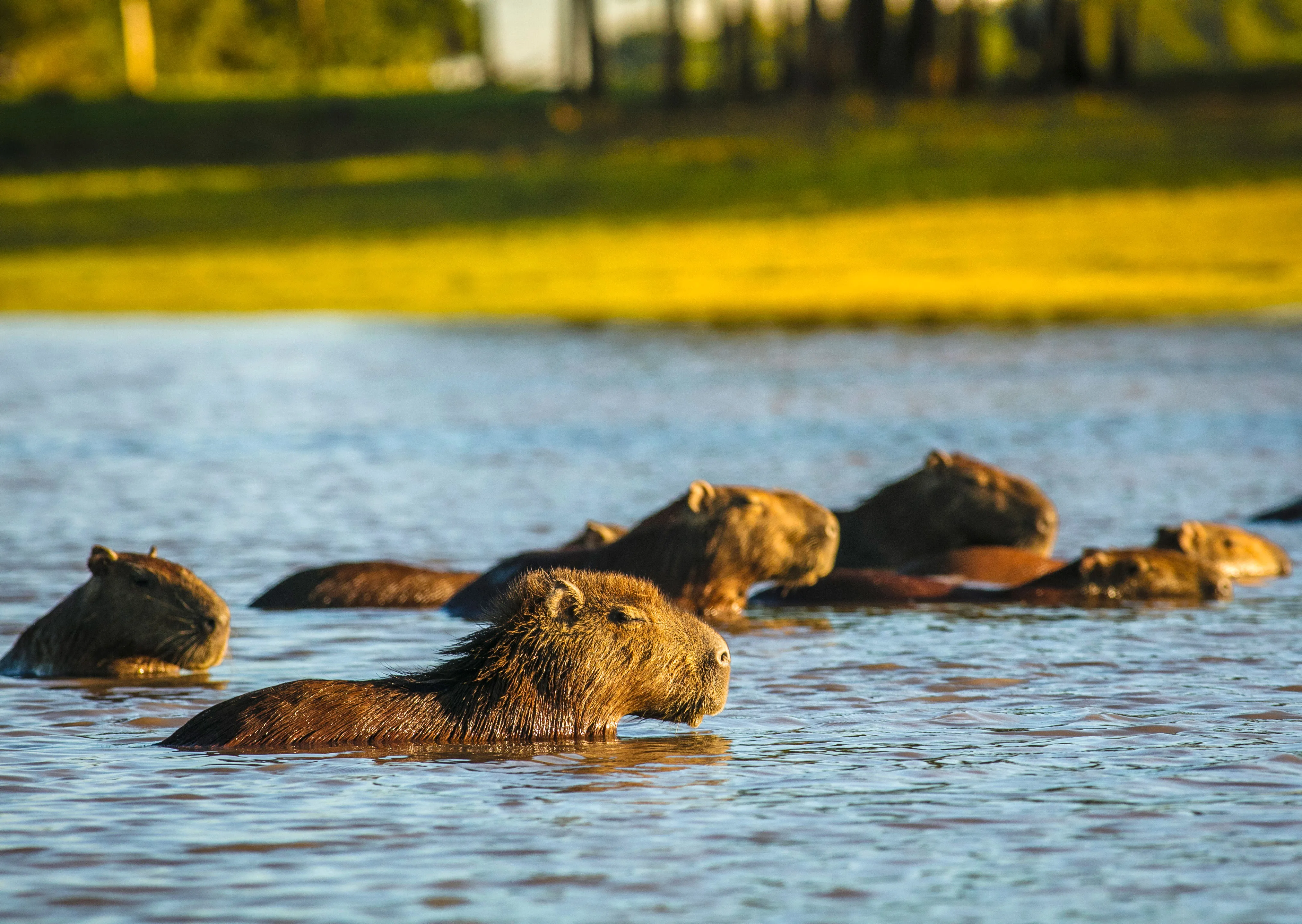 Colombias wildlife, wildlife of colombia