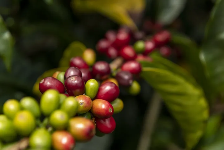 Coffee plant Panama