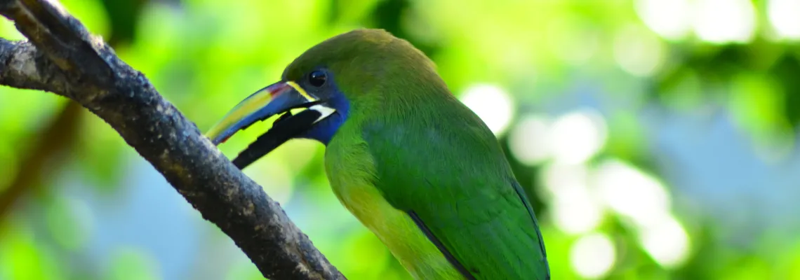 Birdwatching Guatemala