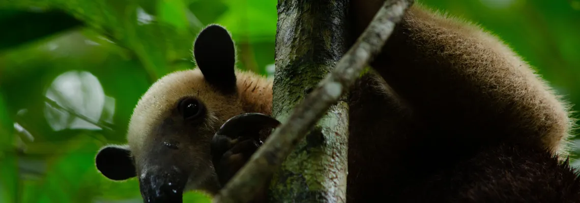 Anteater in the Rainforest