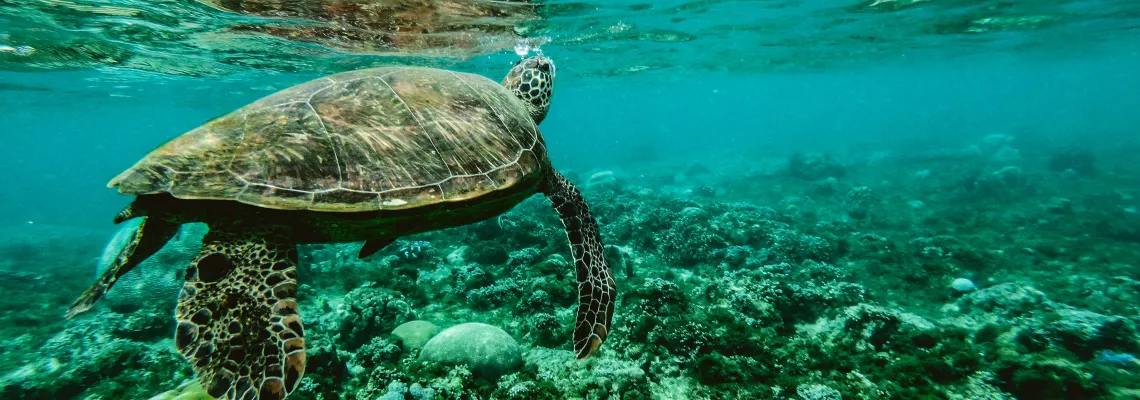 Green Turtle