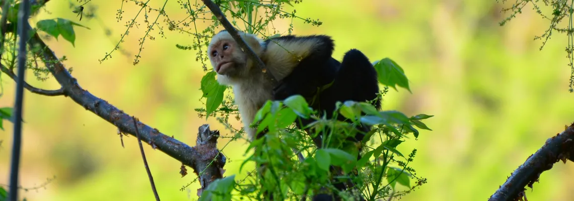 Whitefaced Monkey