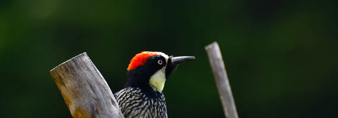 Woodpecker