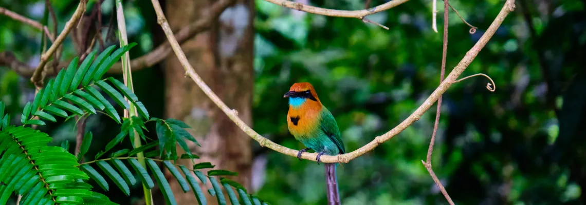 Birding Panama