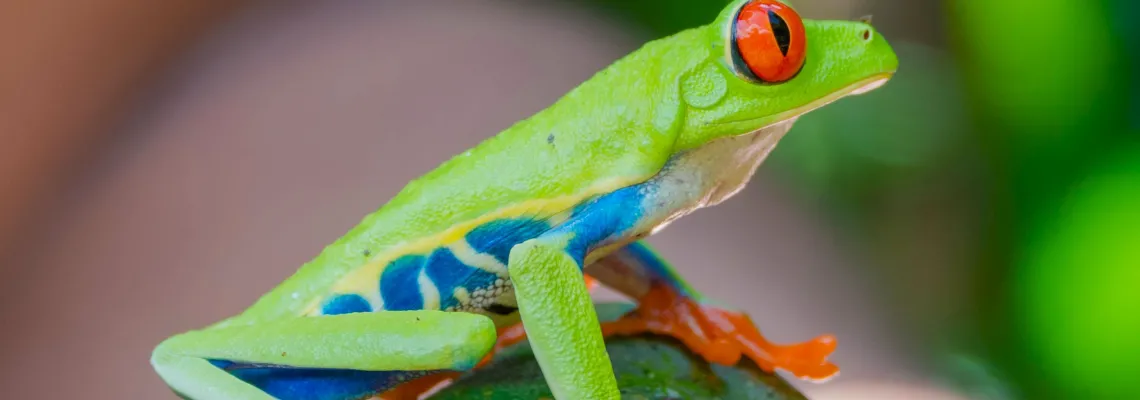 The infamous redeyed frog Costa Rica