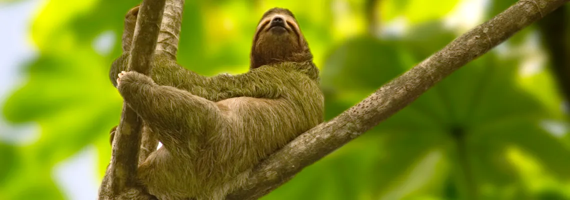 Sloths in the rainforest of Costa Rica