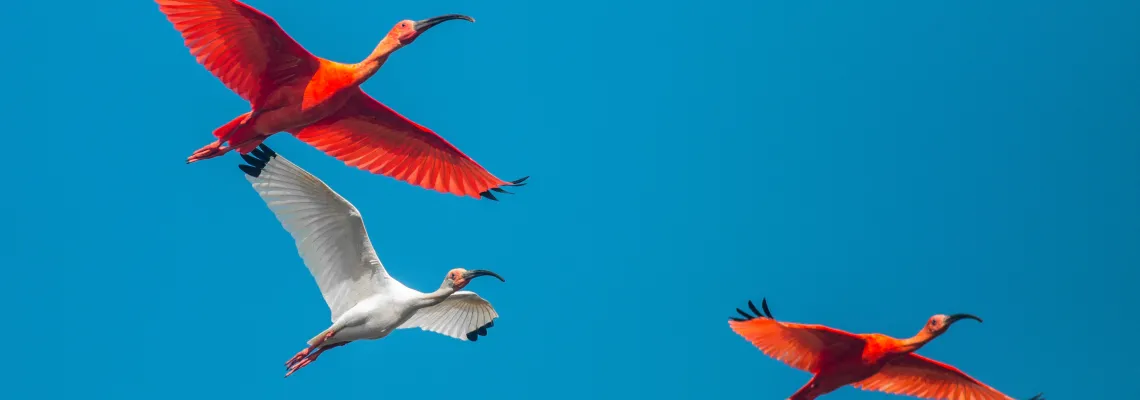 Birds of Colombia