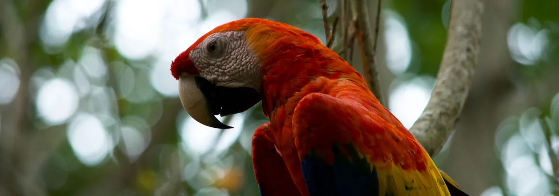 Scarlet Macow, birding Colombia