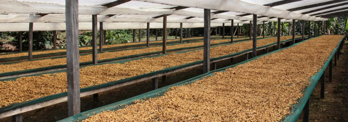 Coffee Drying Process