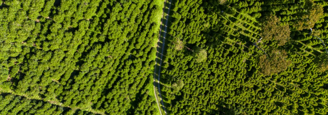 Coffee PLantation Aerial